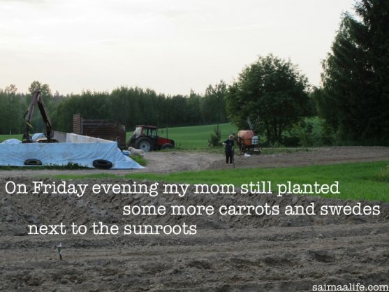 grandmother-planting-swedes-and-carrots