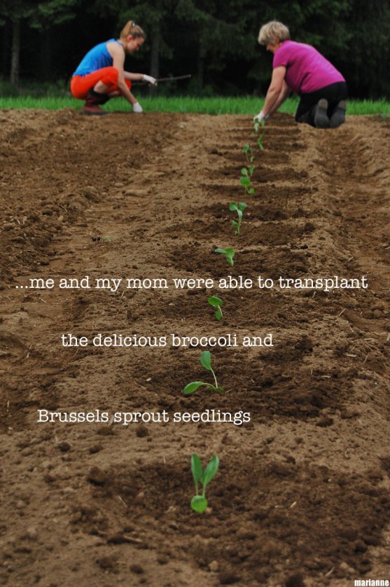 mother-and-grandmother-planting-cabbage-seedlings-together