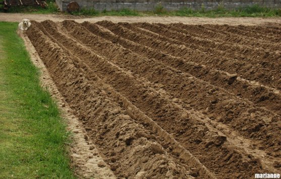 potato-field