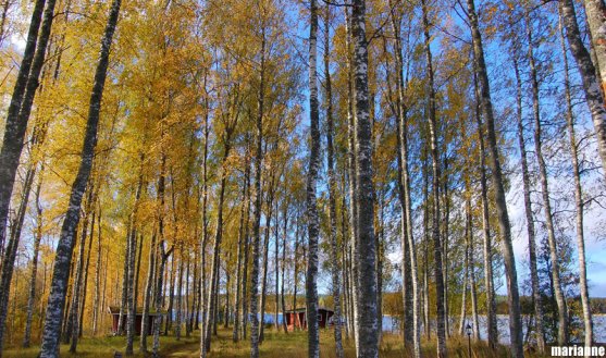 finnish-birch-forest