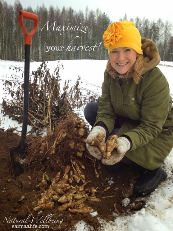 maximize-your-harvest-with-jerusalem-artichokes