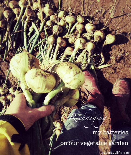 recharging-my-batteries-on-our-vegetable-garden