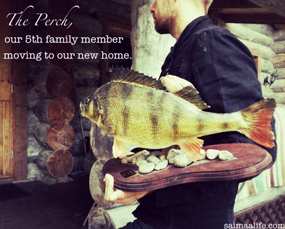 the-biggest-ice-fishing-perch-in-finland