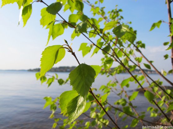 birch-leaves-in-finnish-lake-nature