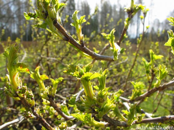 blaccurrant-leaves-in-spring