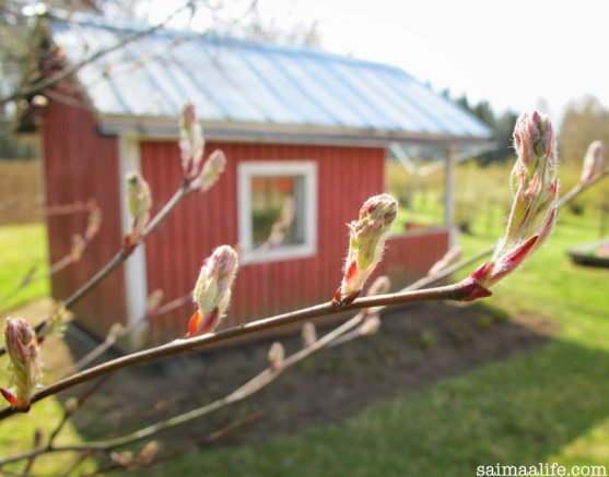 buds-in-spring