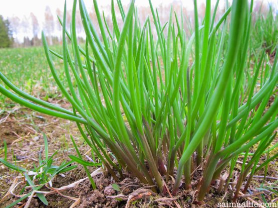 first-chives-in-spring