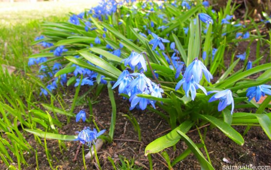 spring-flowers