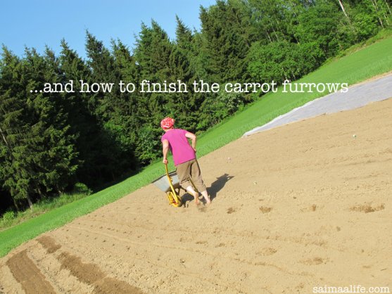 finishing-carrot-furrows