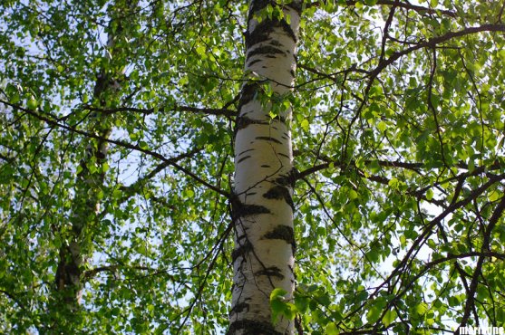 finnish-birches