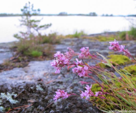 finnish-island-flowers