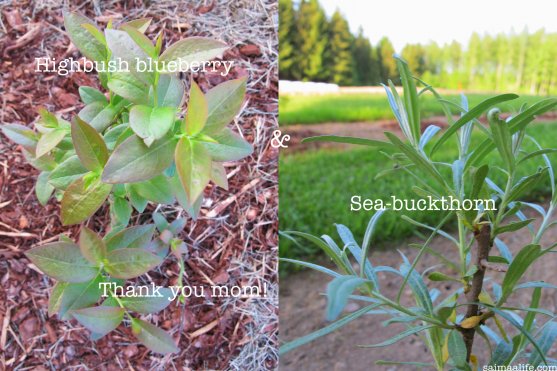 highbush-blueberry-and-sea-buckthorn