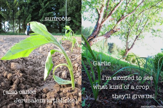 sunroots-and-garlic-plants