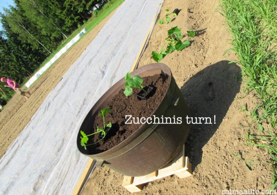 zucchini-seedlings