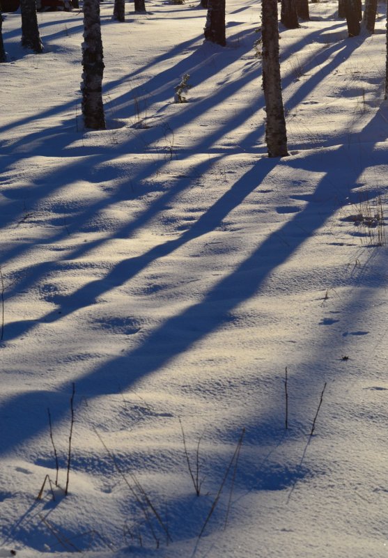 winter-sun-tree-shadows