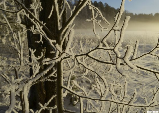 frosty-tree-in-winter