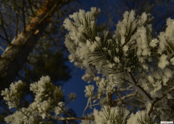 snow-flakes-on-pine-tree