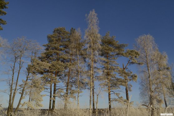 winter-birches-and-pine-trees