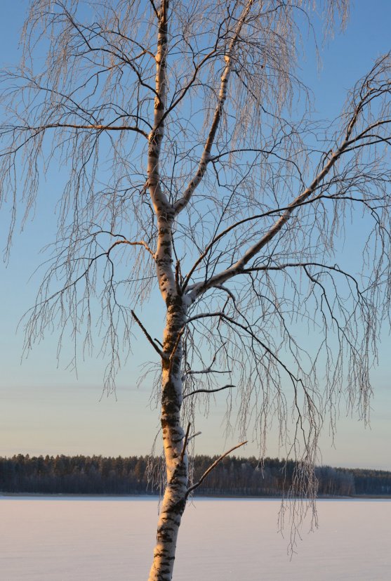 birch-by-the-lake-saimaa