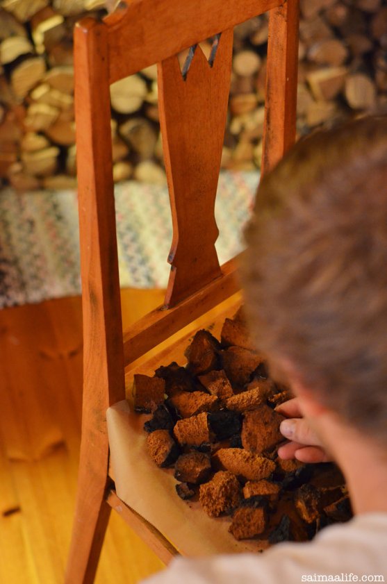 chaga-mushroom-in-finland