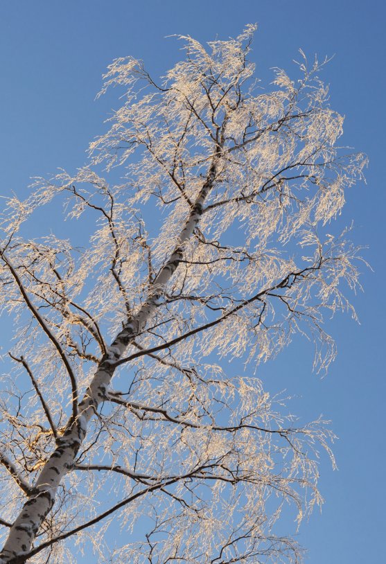 snowy-birch-in-winter