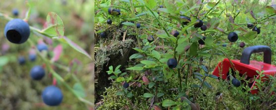 finnish-mature-bilberries