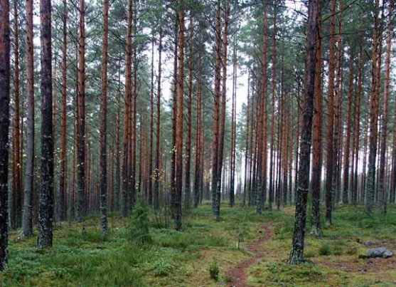 pine-boreal-forest