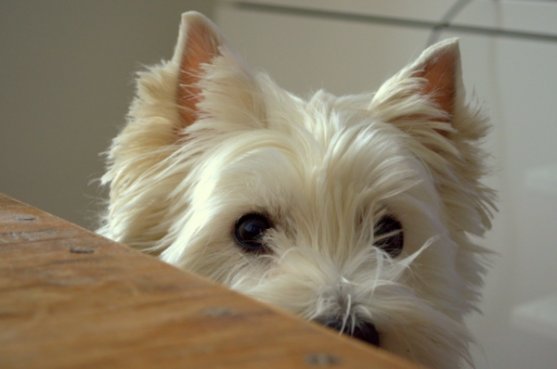 saimaalife_westie