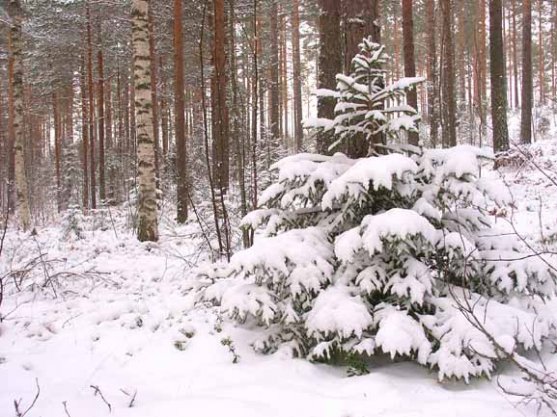 snowy-boreal-forest