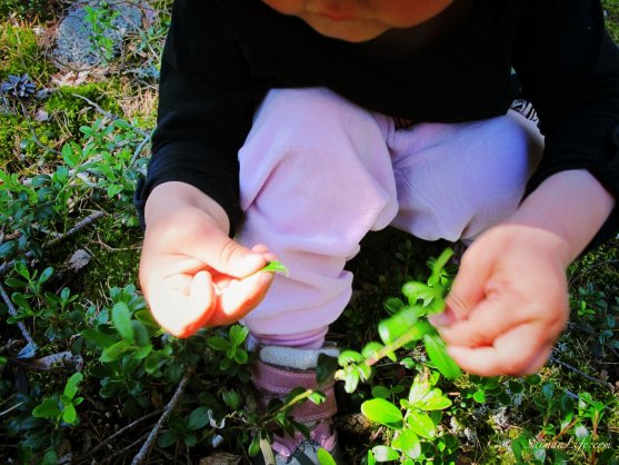 Lingonberry