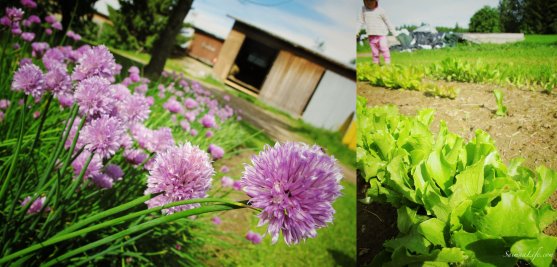 Chives and salads