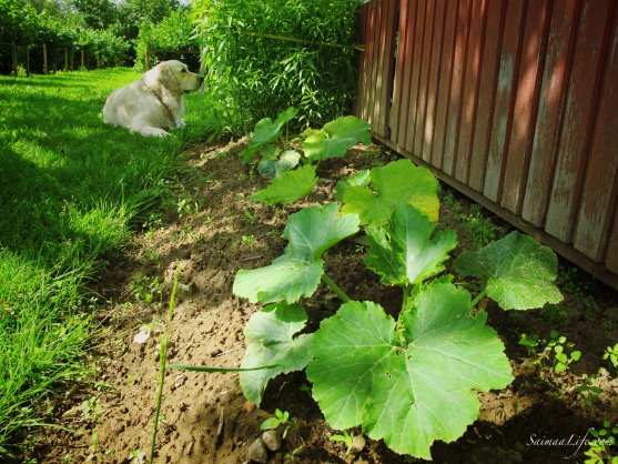 Zucchinis