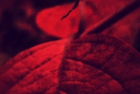 Seasons