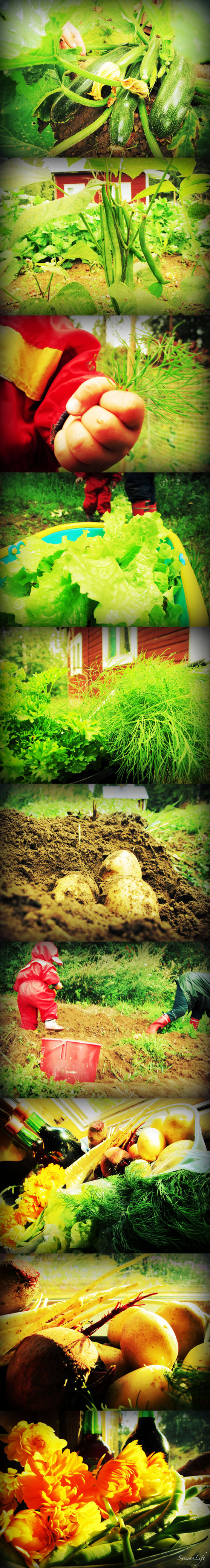 vegetable garden