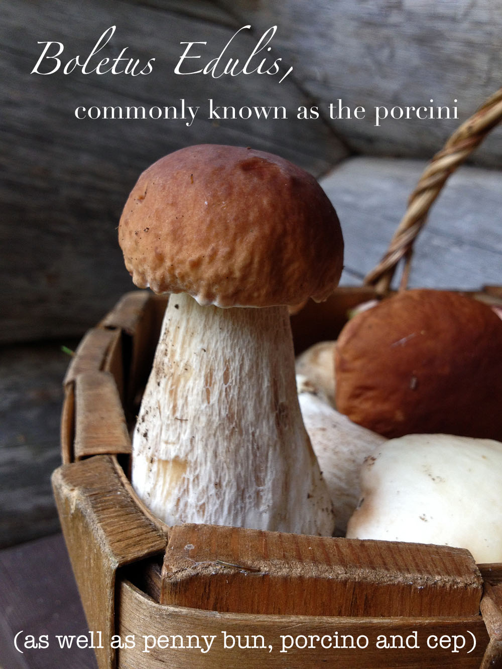 perfect-porcini-in-a-basket