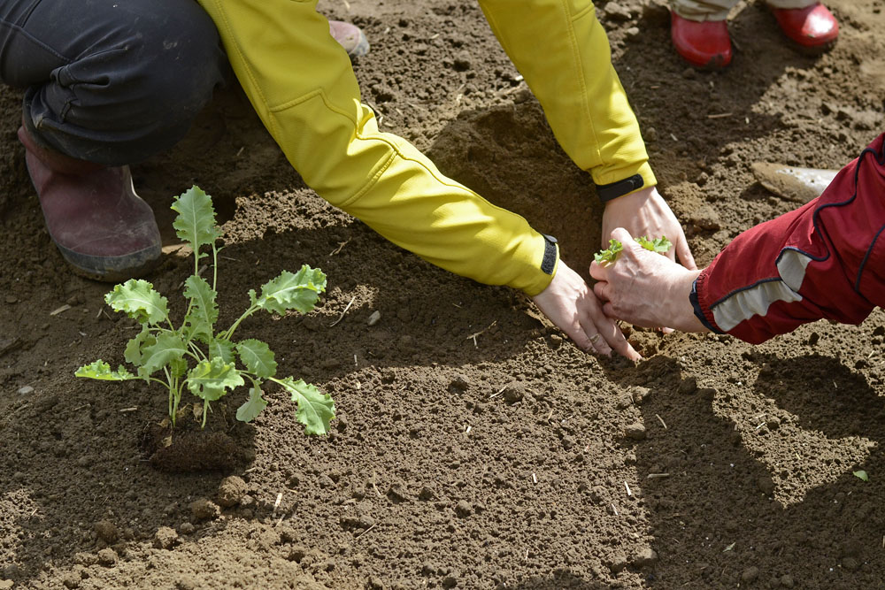 3-lessons-from-a-vegetable-garden-3