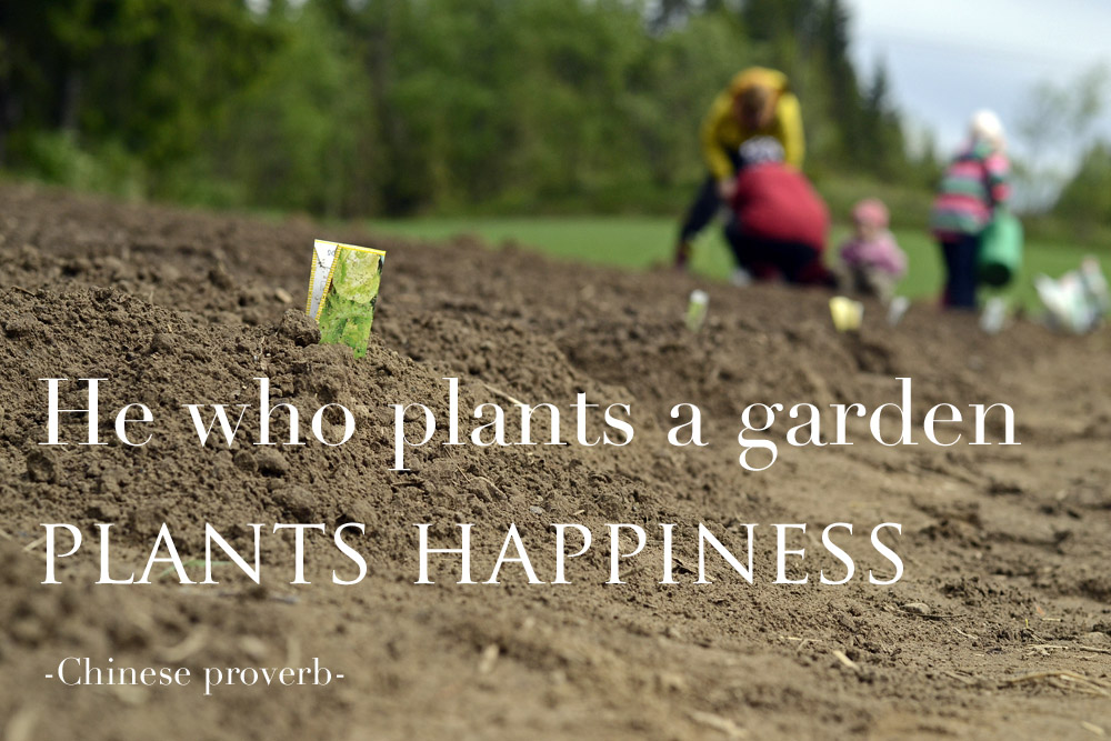 3 Lessons From A Vegetable Garden SaimaaLife 3 Lessons From A Vegetable Garden SaimaaLife