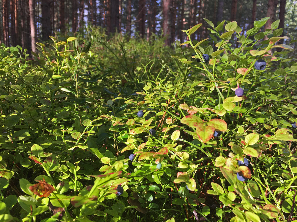 stress-away-in-the-blueberry-forest-1