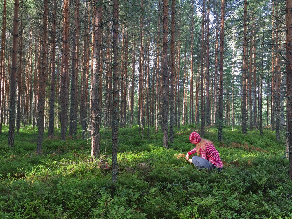 stress-away-in-the-blueberry-forest-3