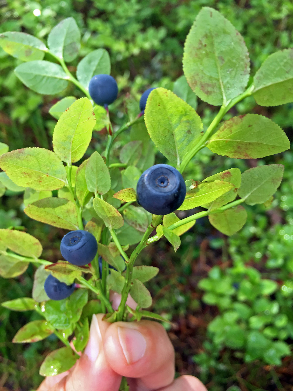 stress-away-in-the-blueberry-forest-4