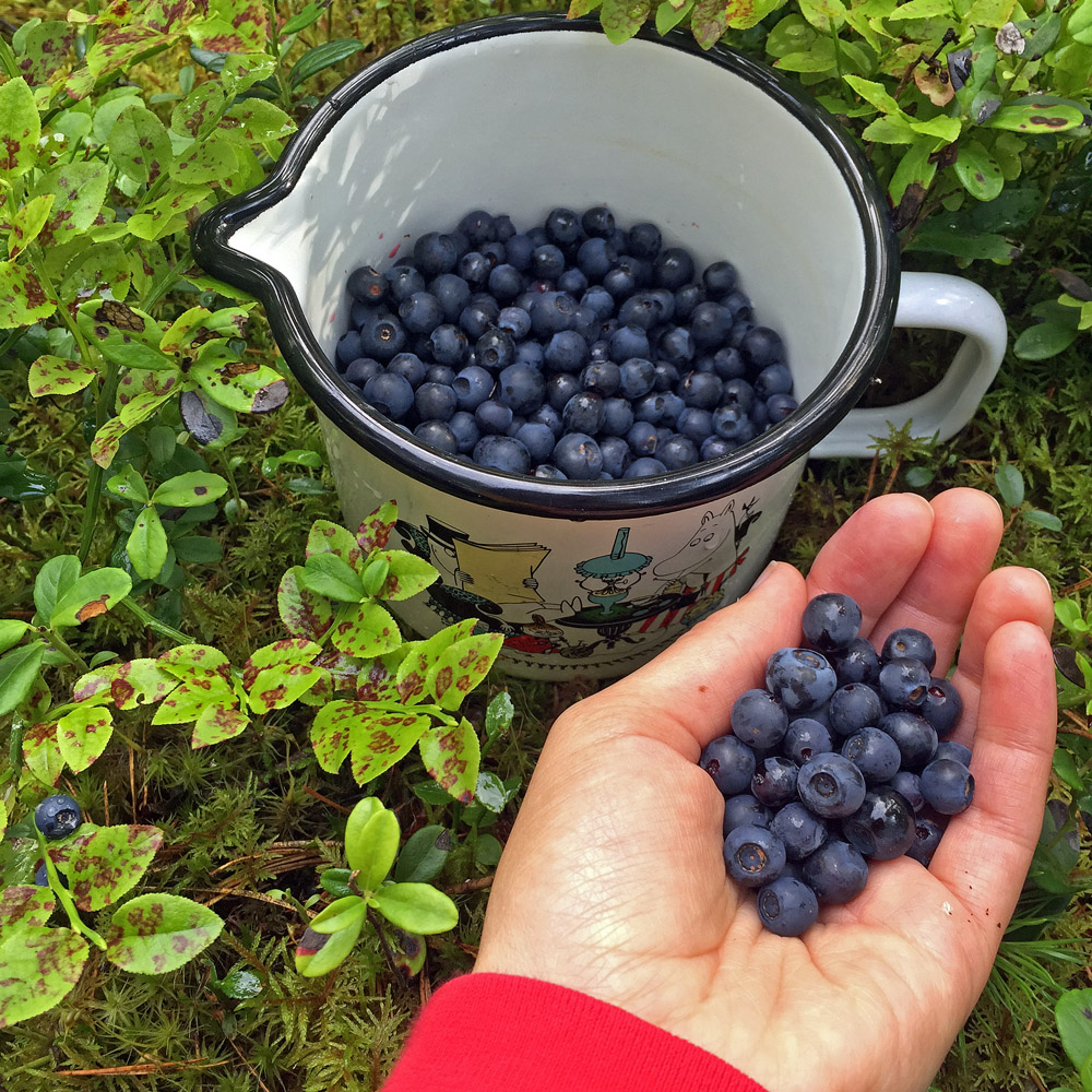 stress-away-in-the-blueberry-forest-5