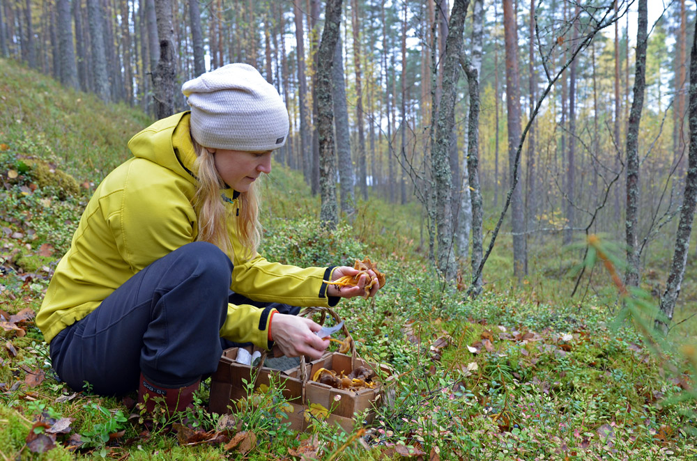 picking-funnel-chantarelles-in-finland