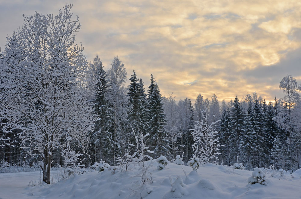 BACKGROUND-WINTER-PHOTO