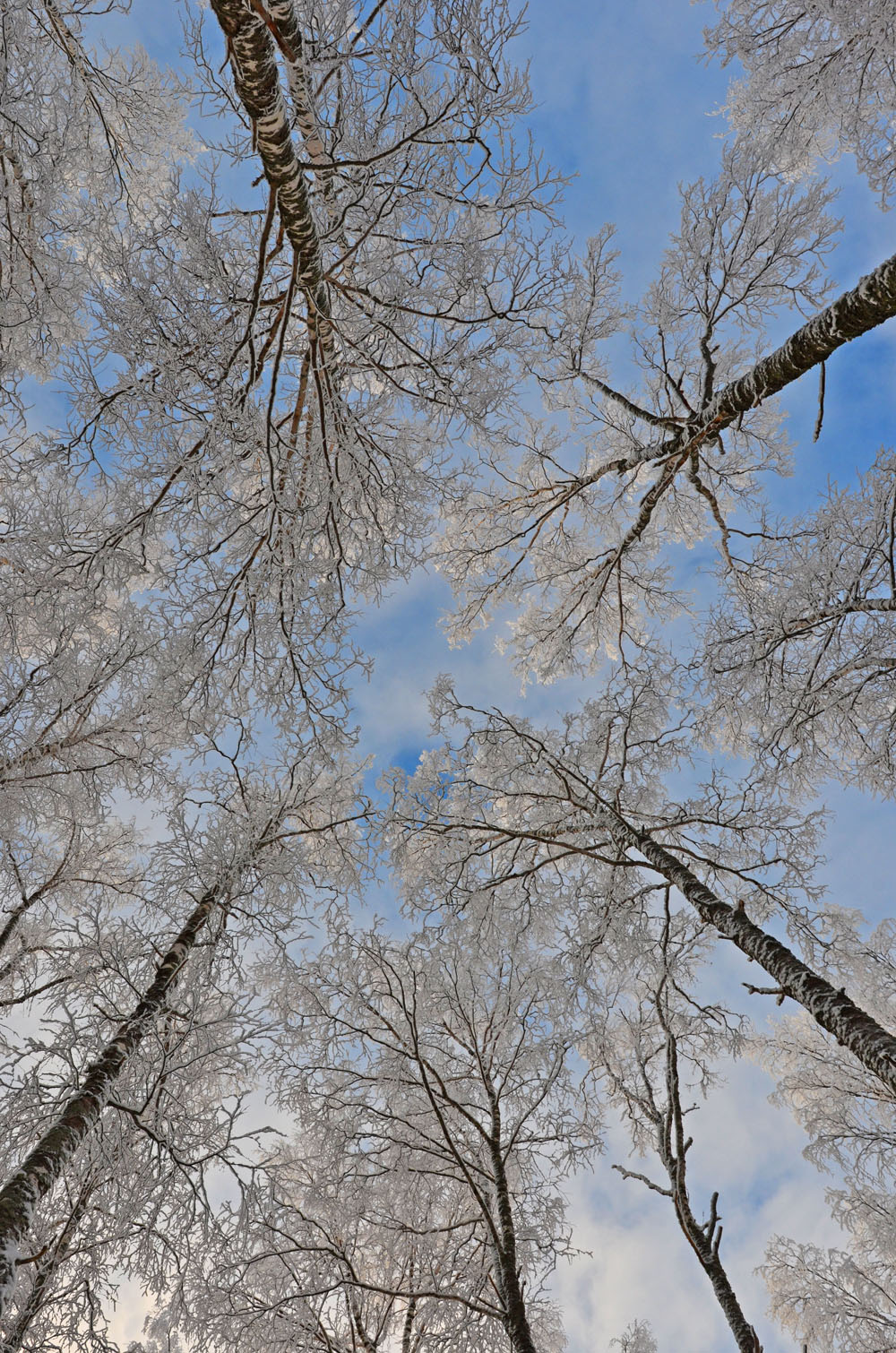 just-be-and-watch-blue-sky-and-snowy-trees