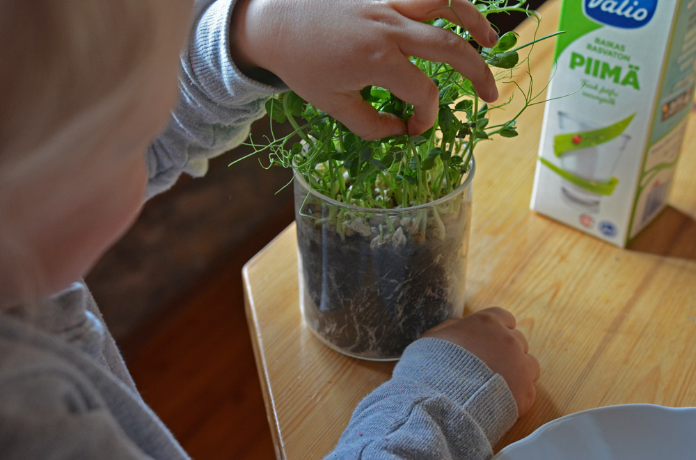 harvesting-sefl-grown-pea-shoots