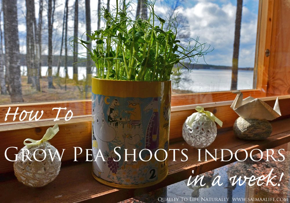 how-to-grow-pea-shoots-indoors-in-a-week