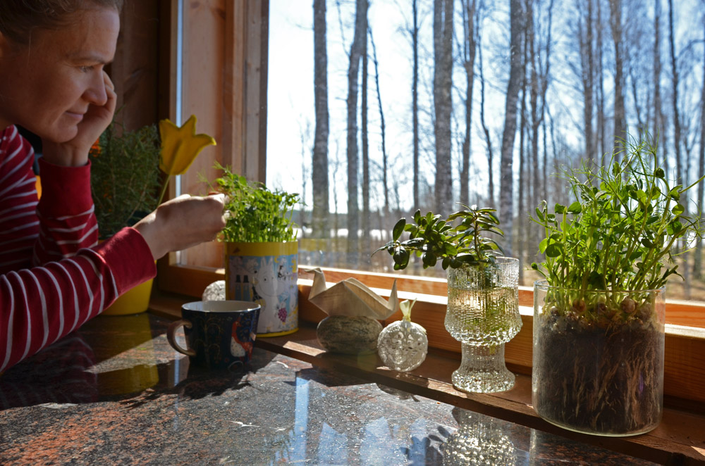 recipe-how-to-grow-pea-shoots-at-home-in-a-week