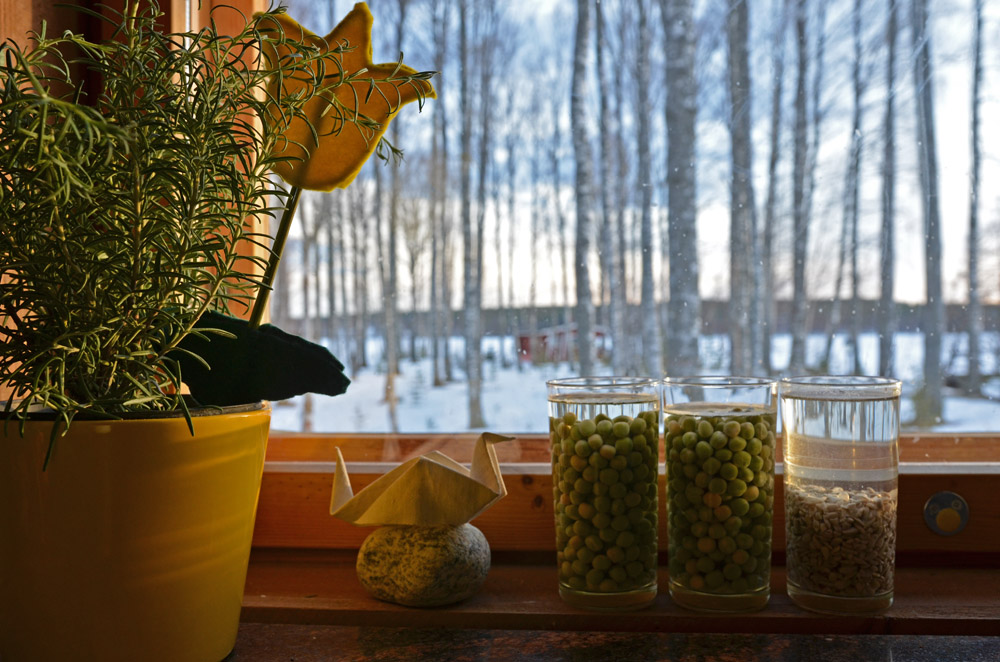 soaking-peas-on-windowsill