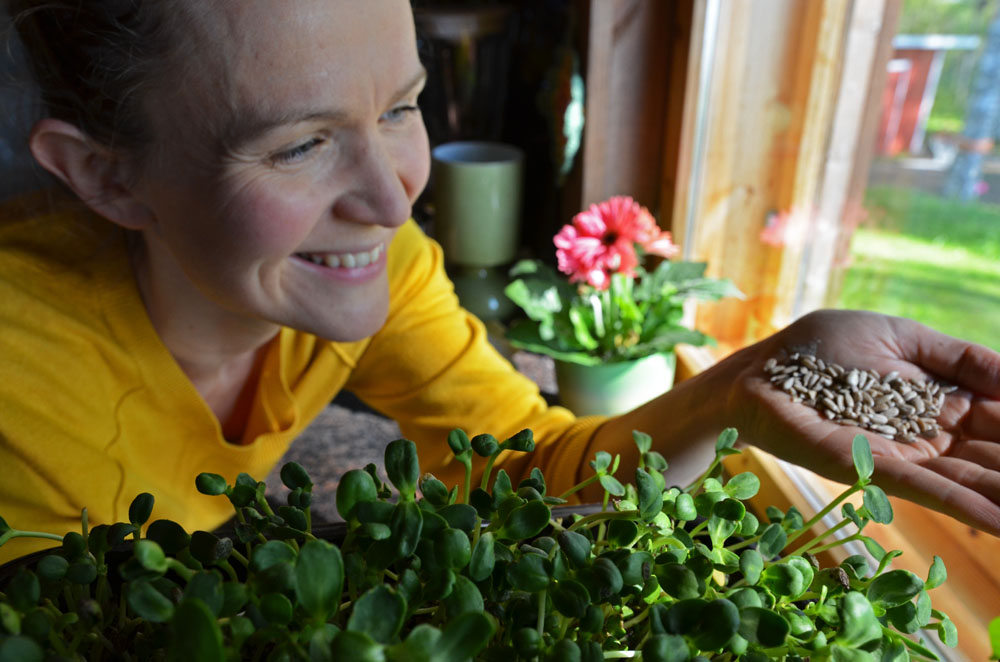 sunflower-seeds-and-shoots