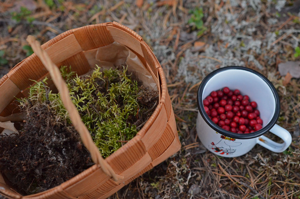 lingonberries-in-moomin-mug-saimaalife